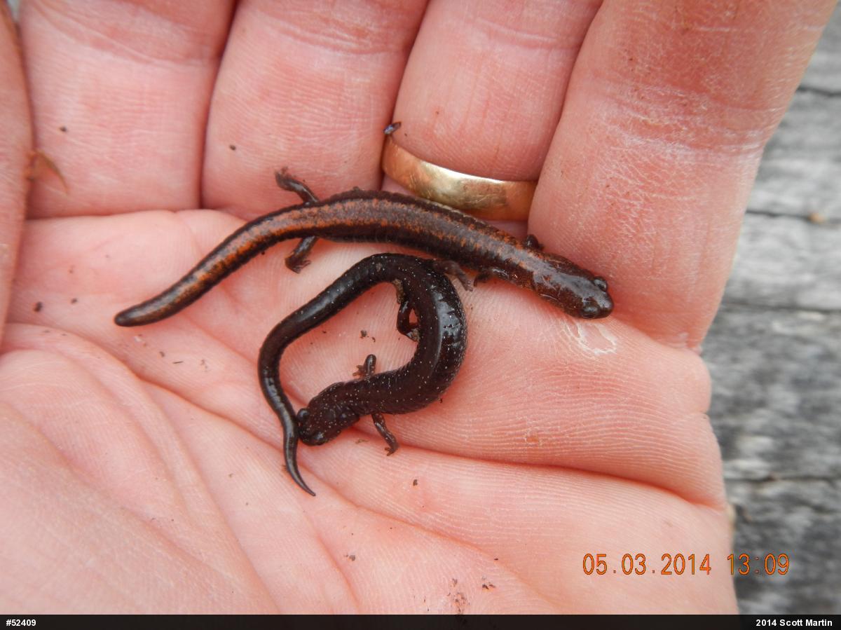 Eastern Red-backed  Salamander