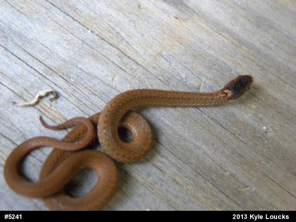 Red-bellied Snake