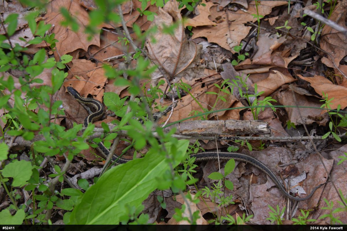 Eastern Gartersnake