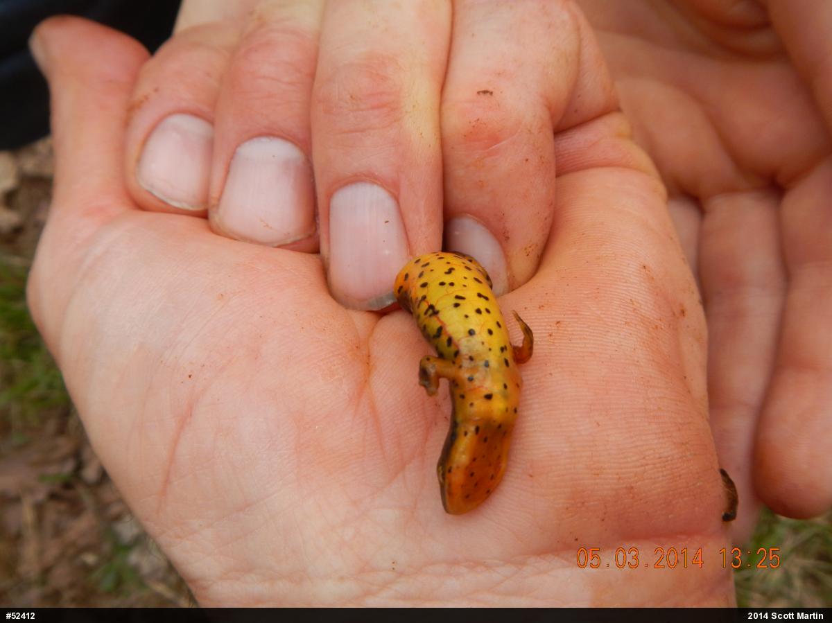 Red-spotted Newt