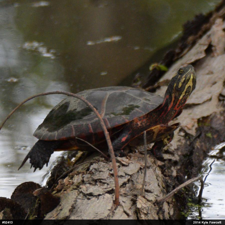 Painted Turtle