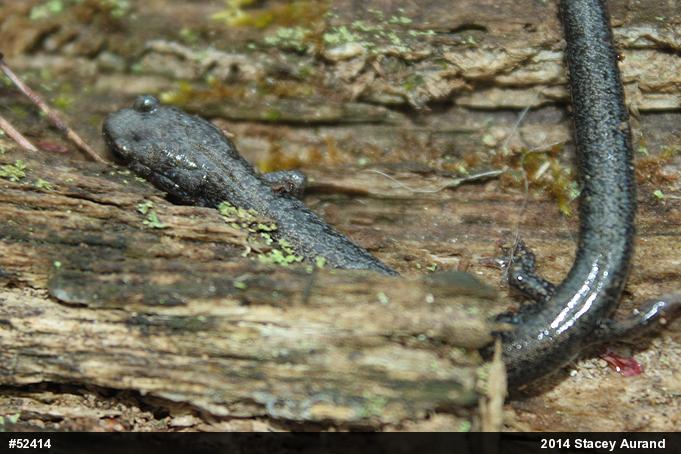 Valley And Ridge Salamander