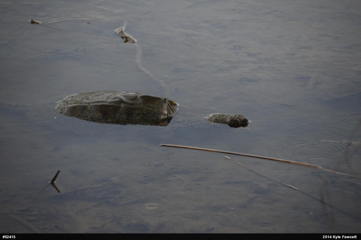 Snapping Turtle
