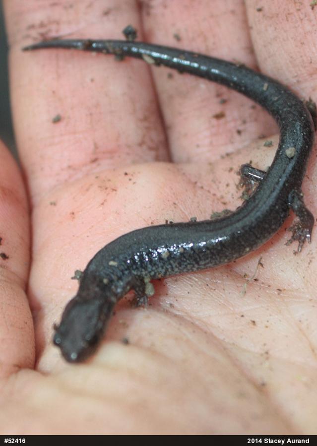 Woodland Salamanders