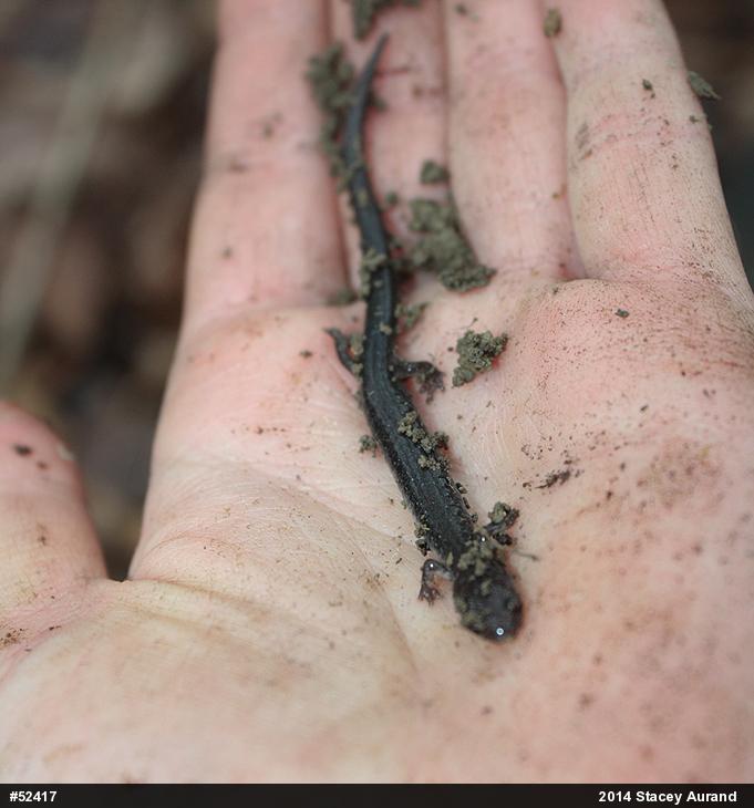 Valley And Ridge Salamander