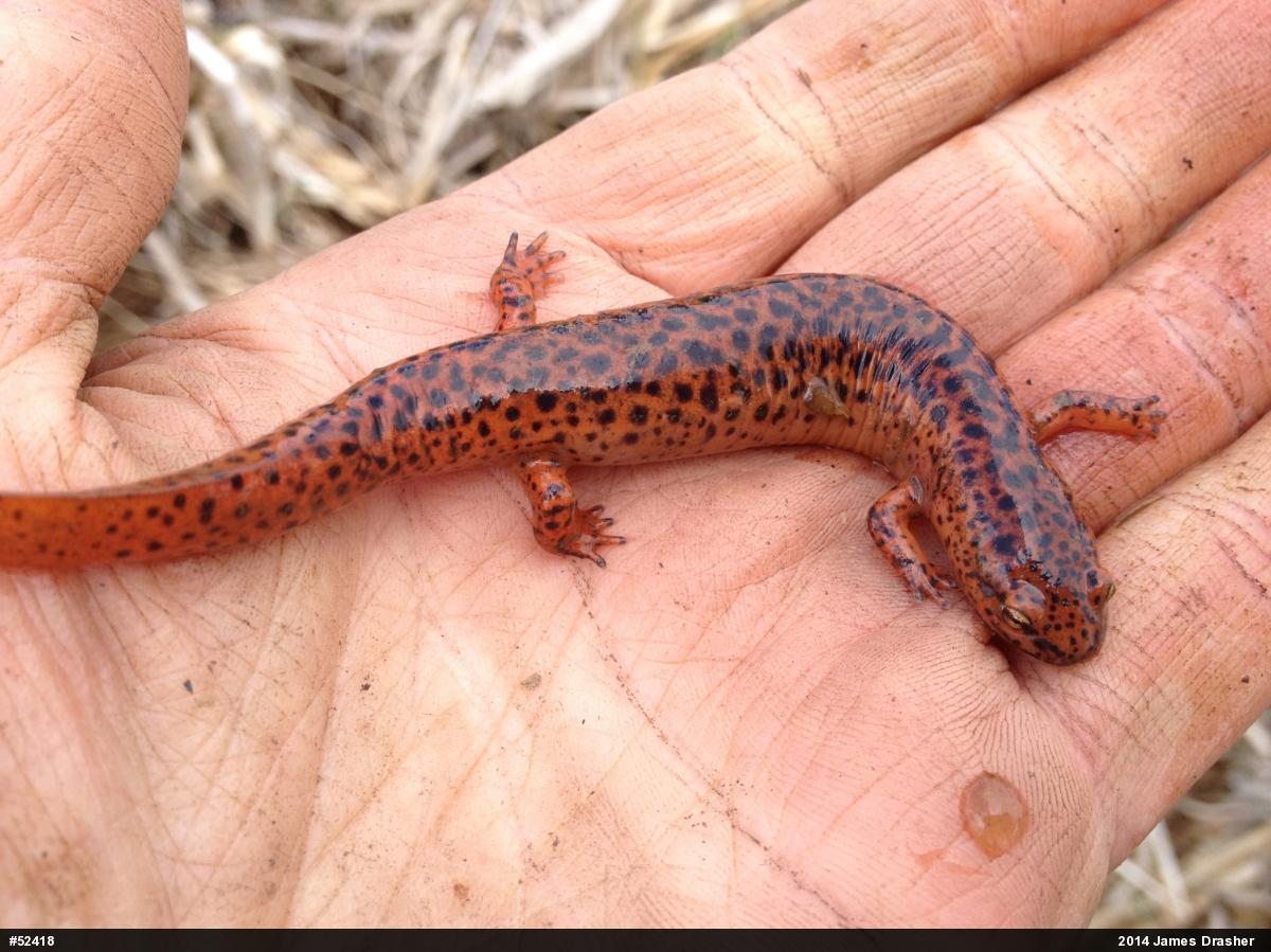 Northern Red Salamander