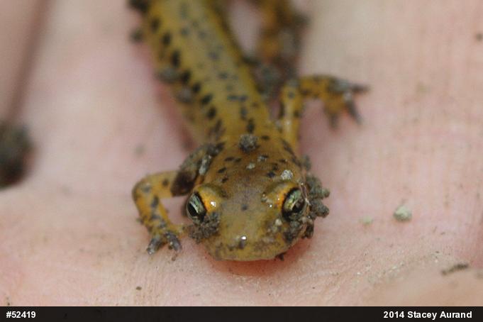 Eastern Long-tailed Salamander