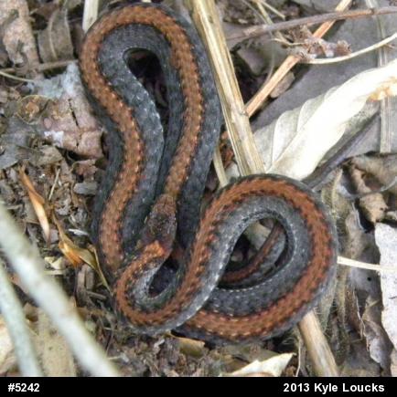 Red-bellied Snake