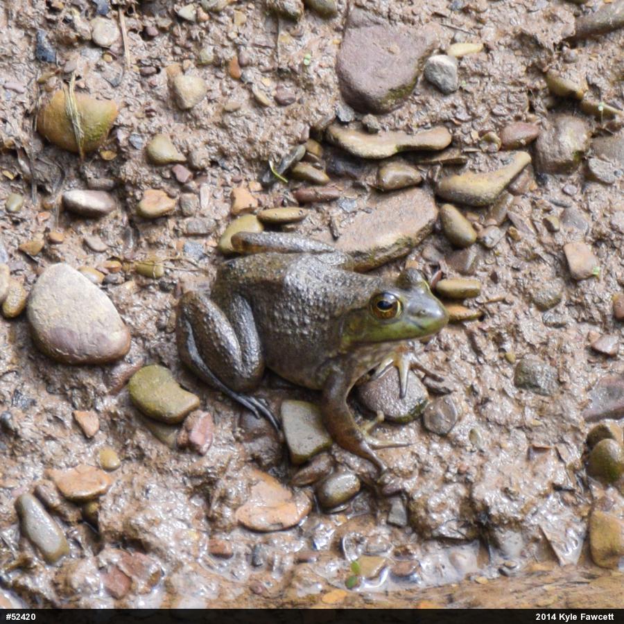 American Bullfrog