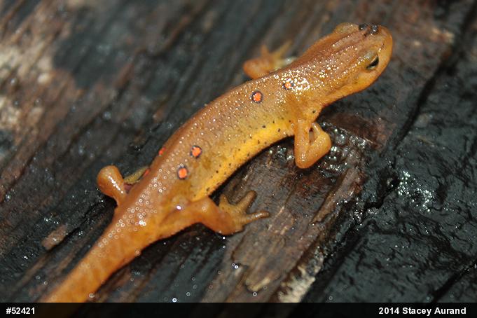 Red-spotted Newt