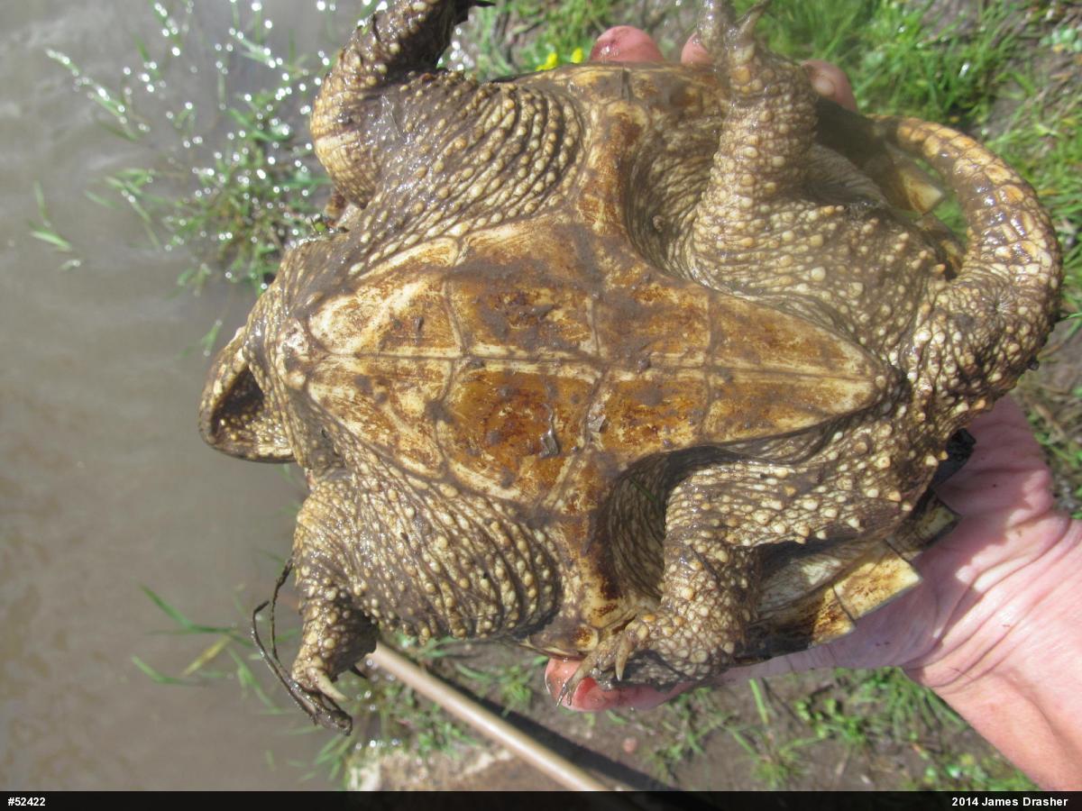 Snapping Turtle