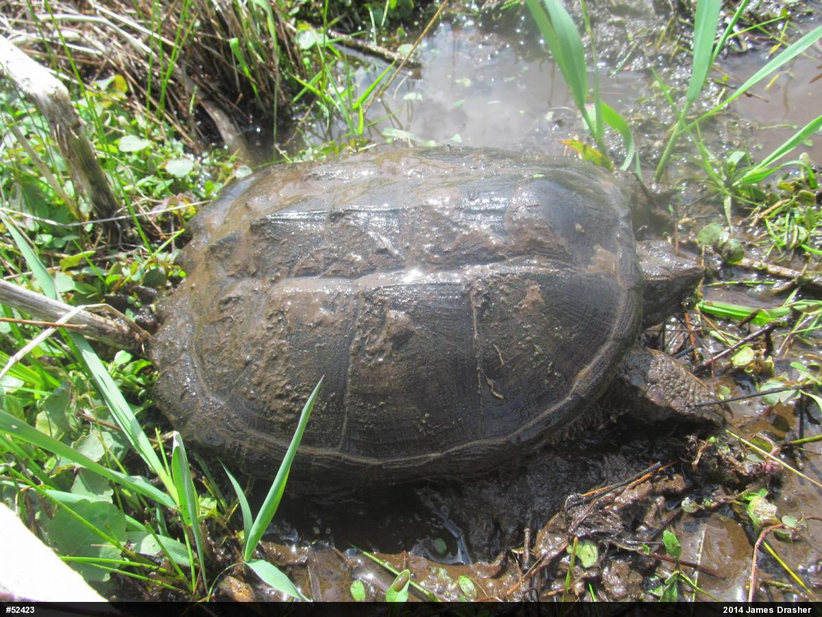 Snapping Turtle