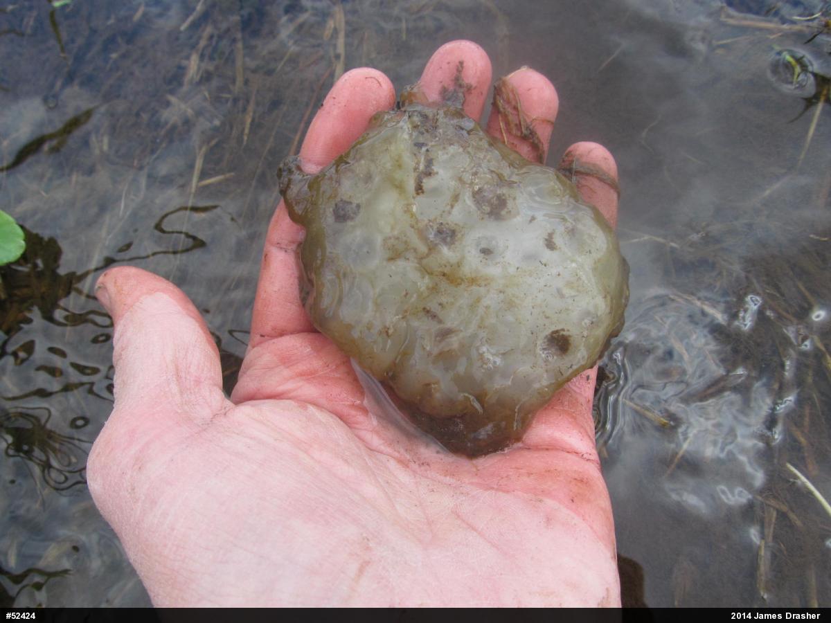 Spotted Salamander