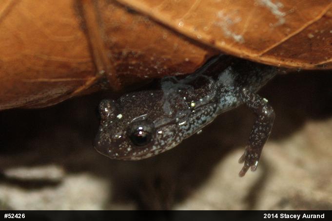 Valley And Ridge Salamander