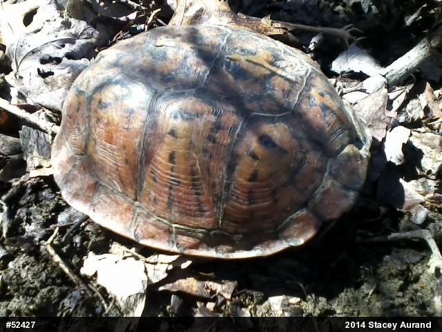 Eastern Box Turtle