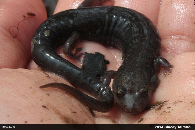 Northern Dusky Salamander