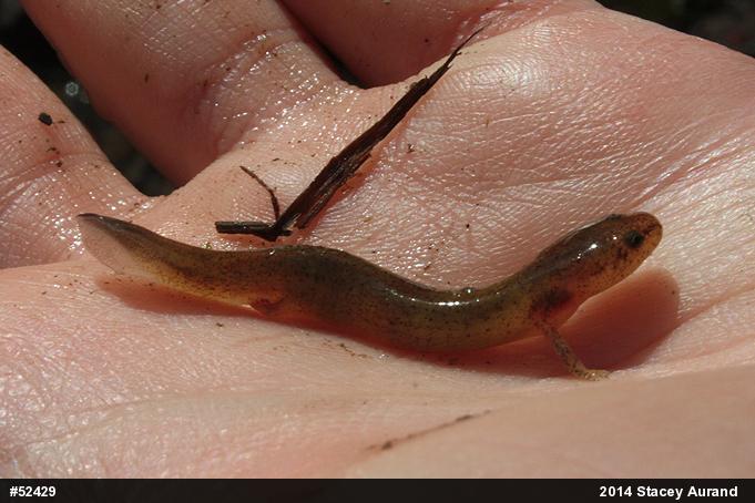 Northern Red Salamander