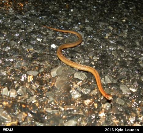 Red-bellied Snake