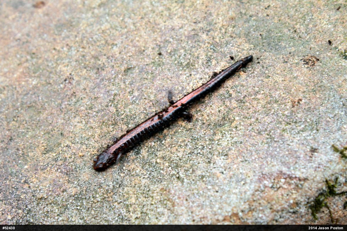 Eastern Red-backed  Salamander