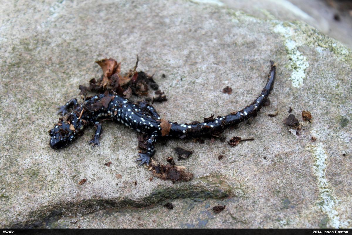 Northern Slimy Salamander