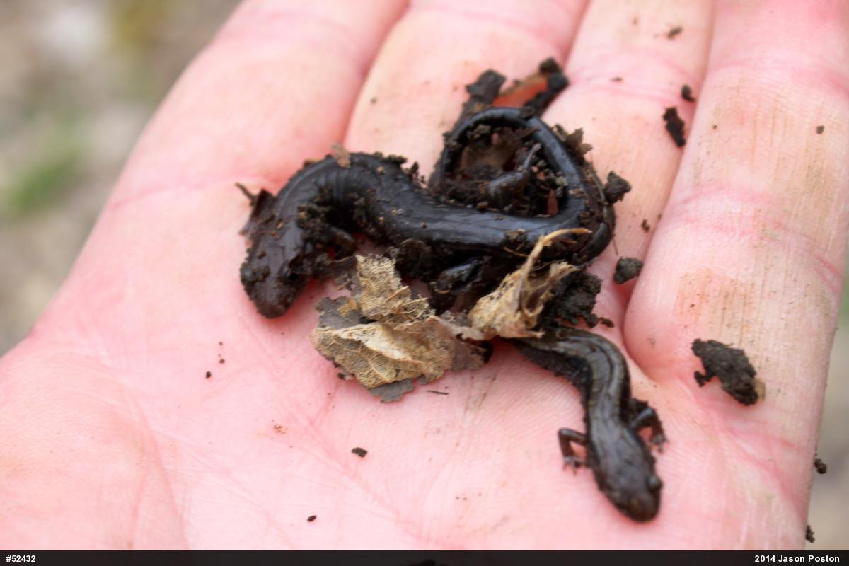 Allegheny Mountain Dusky Salamander
