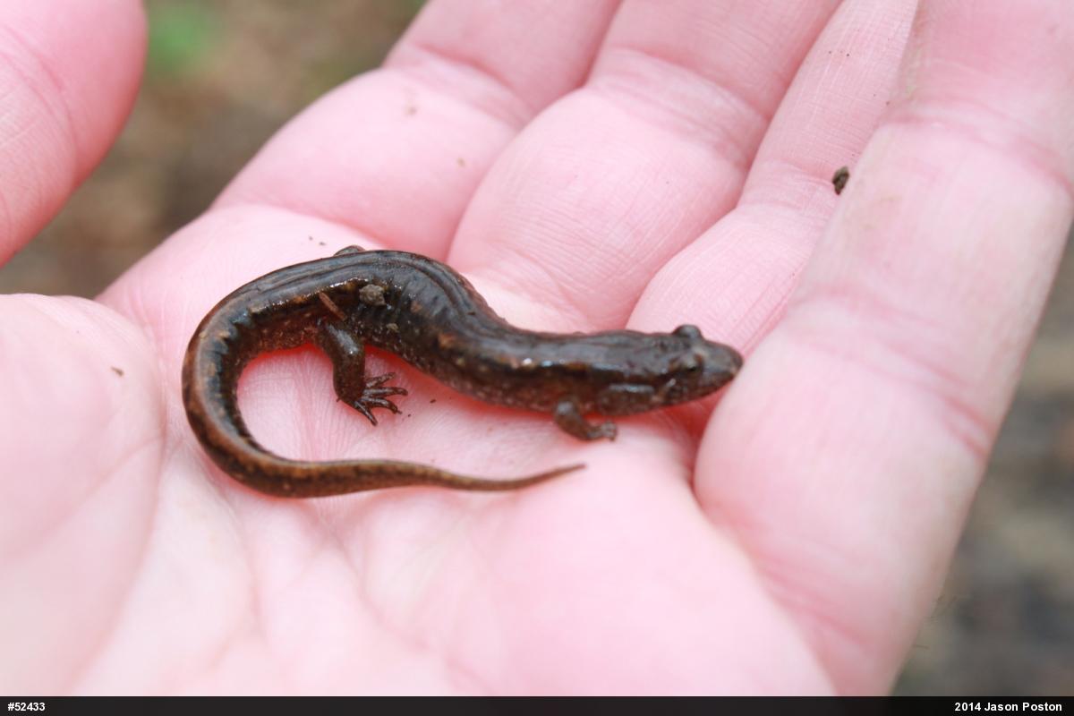 Northern Dusky Salamander