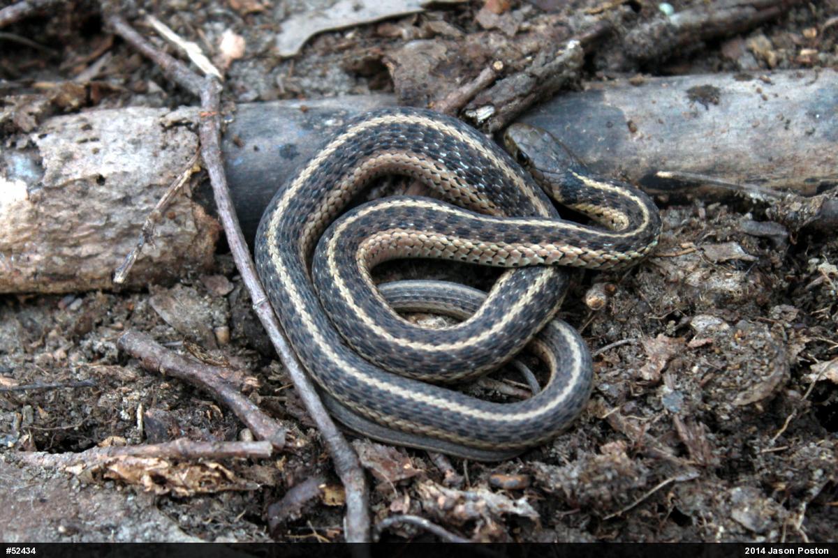 Eastern Gartersnake