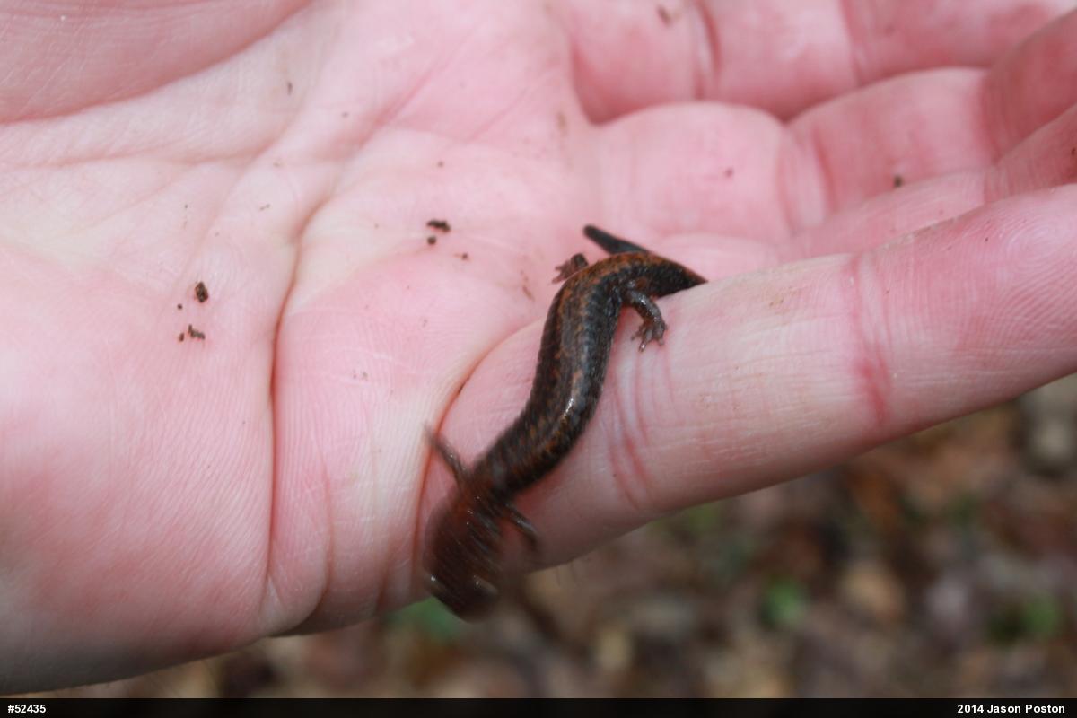 Eastern Red-backed  Salamander