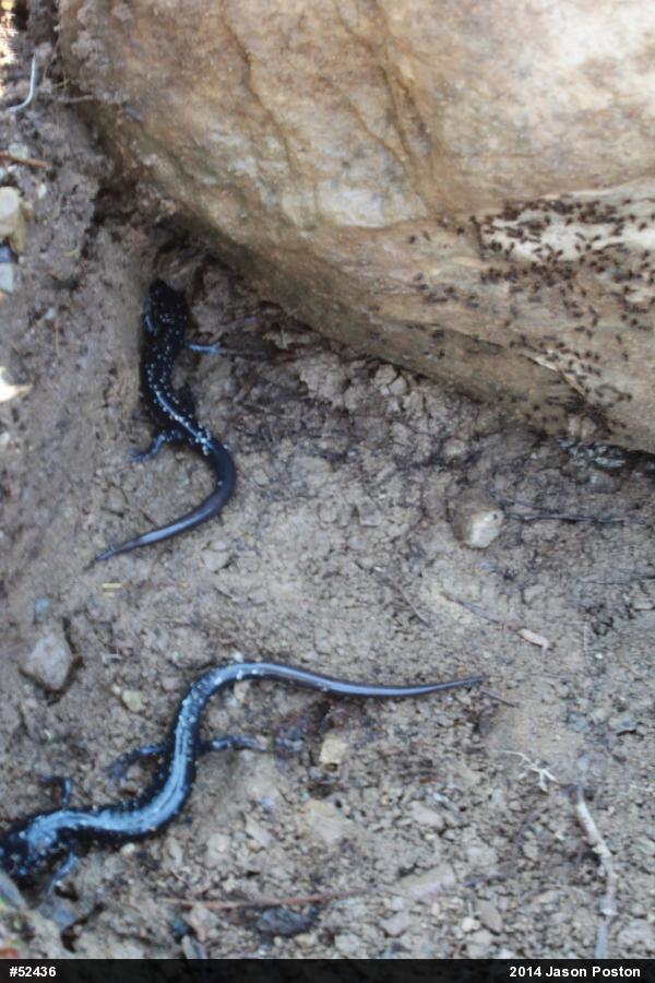 Northern Slimy Salamander