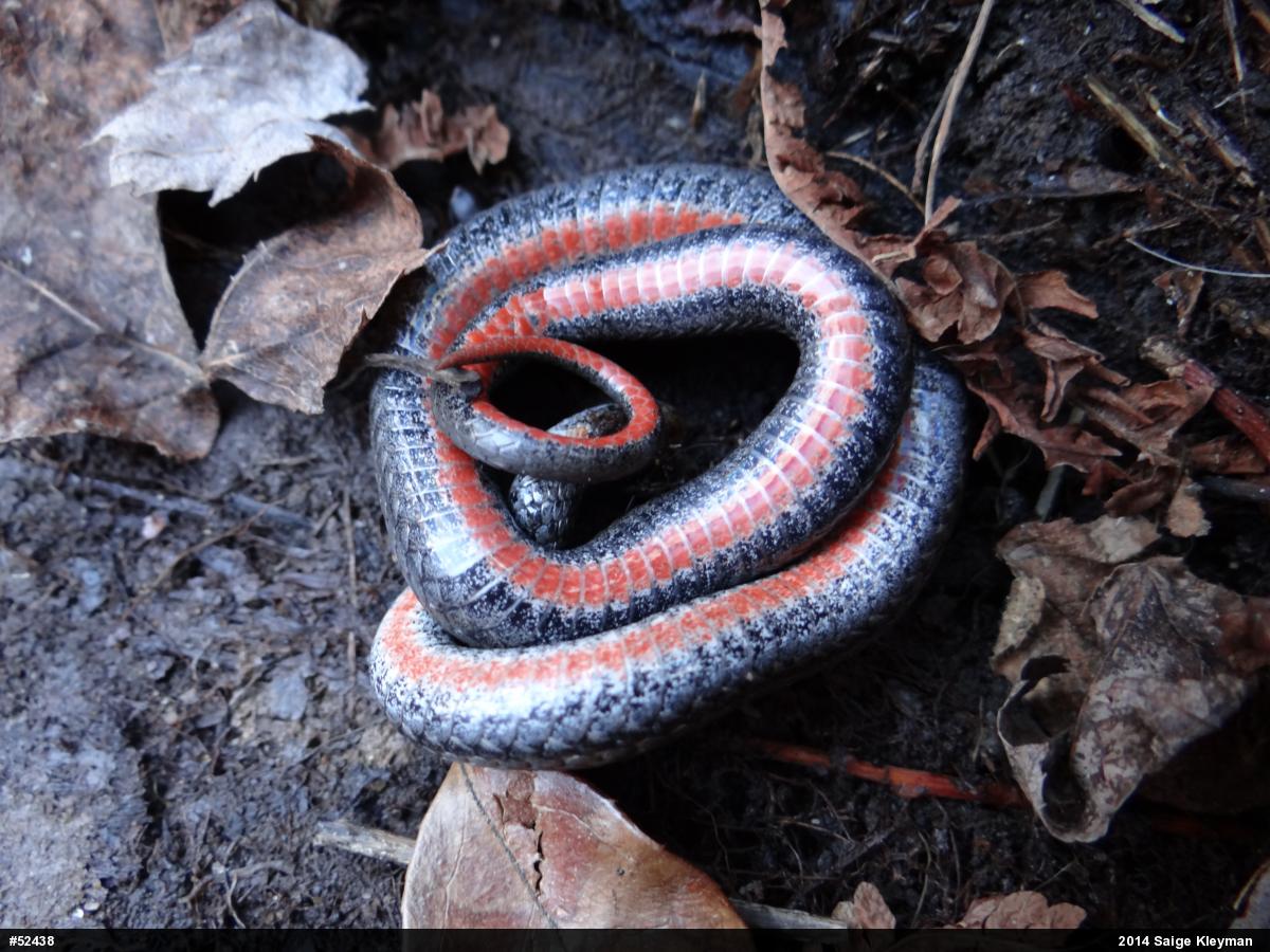Red-bellied Snake