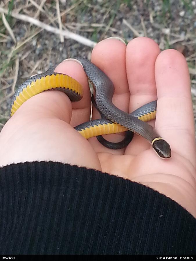 Northern Ring-necked Snake