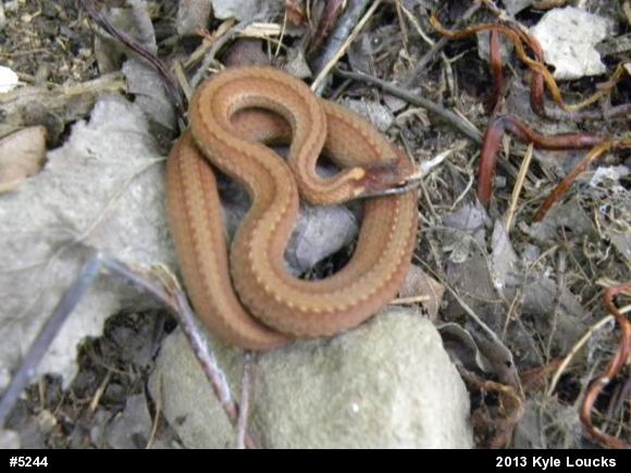 Red-bellied Snake
