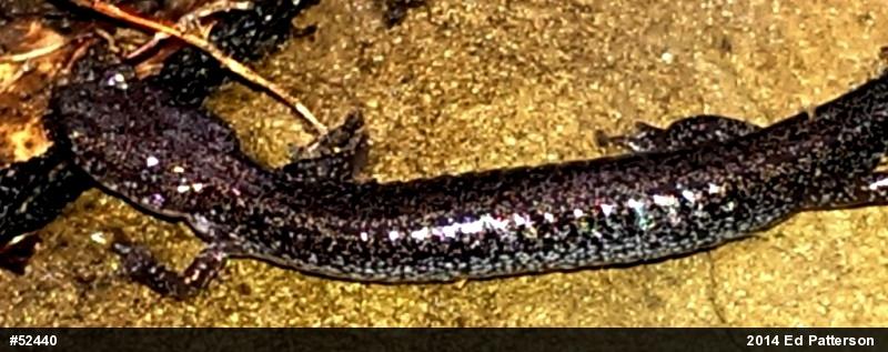 Valley And Ridge Salamander