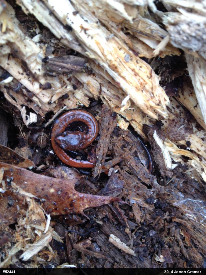 Eastern Red-backed  Salamander
