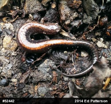 Eastern Red-backed  Salamander