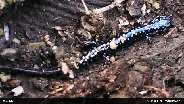 Northern Slimy Salamander