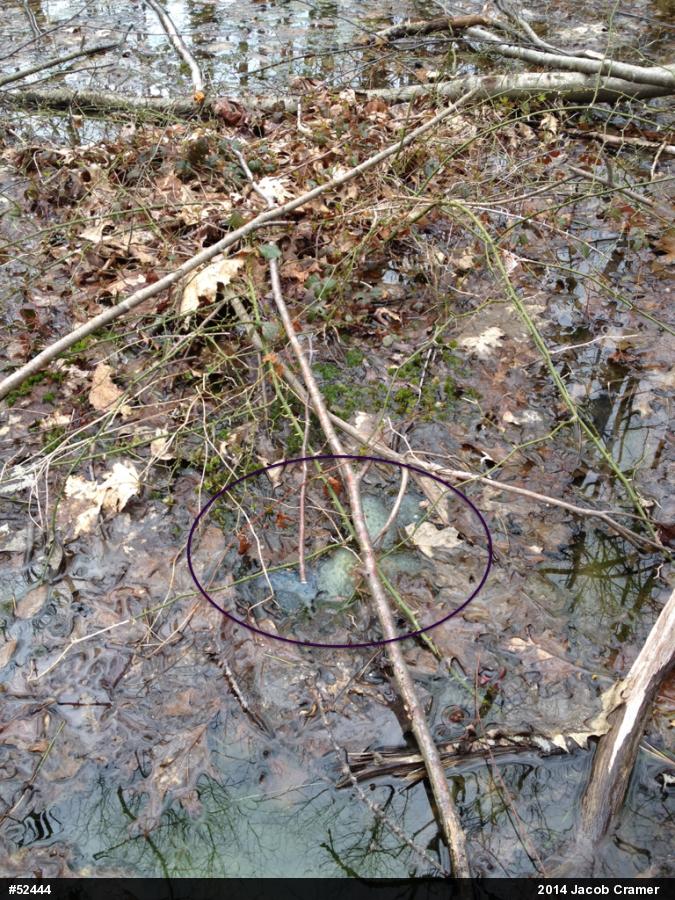 Spotted Salamander