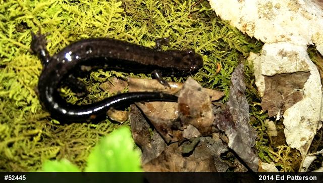 Allegheny Mountain Dusky Salamander