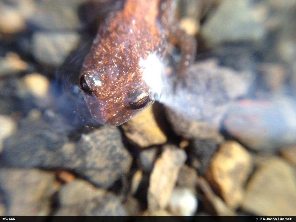 Eastern Red-backed  Salamander