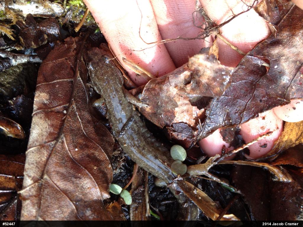 Northern Dusky Salamander