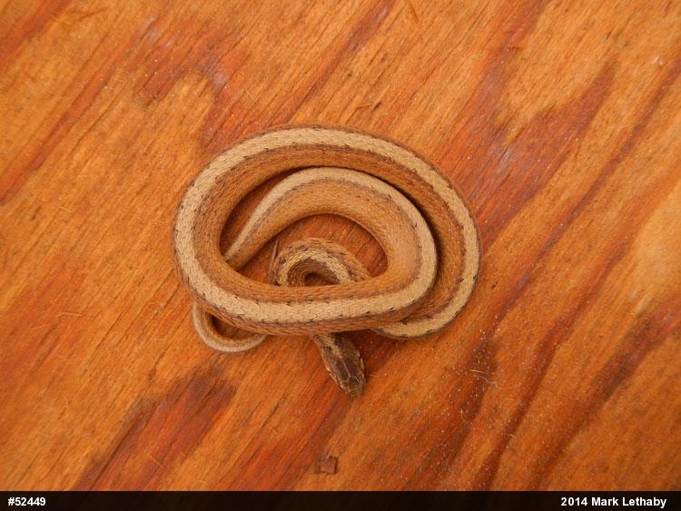 Dekay's Brownsnake