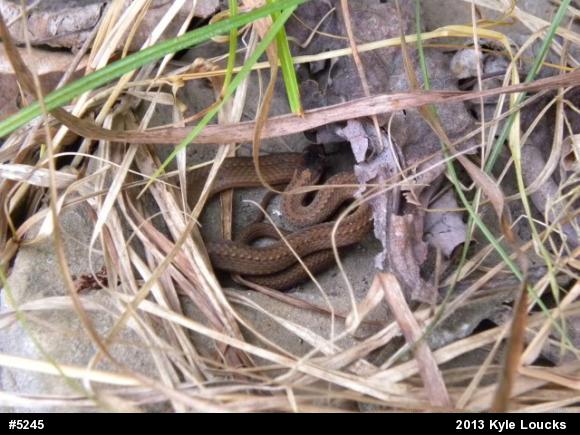 Red-bellied Snake