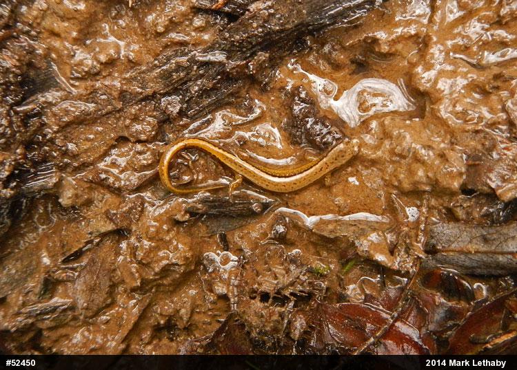 Northern Two-lined Salamander