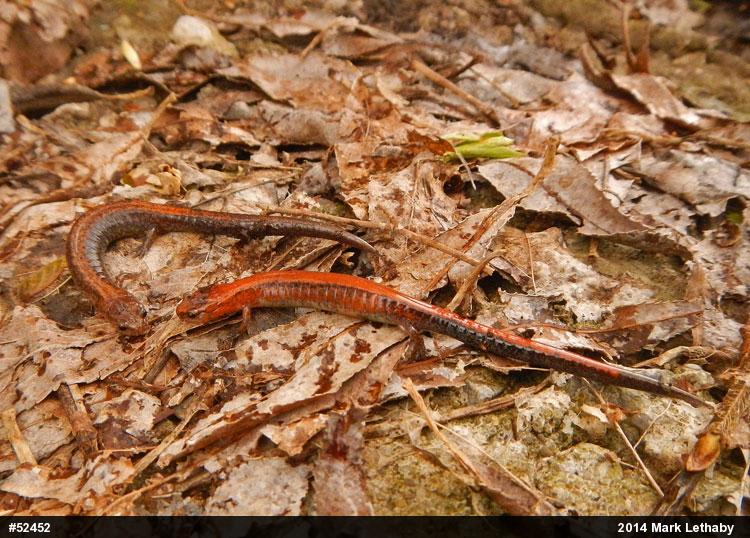 Eastern Red-backed  Salamander