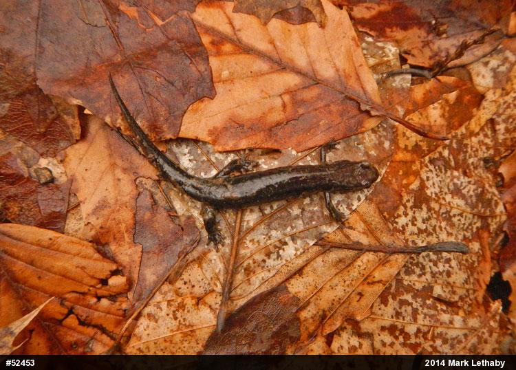Allegheny Mountain Dusky Salamander