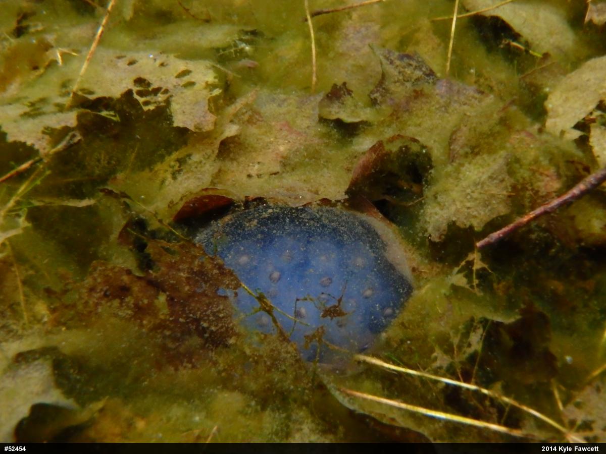 Spotted Salamander