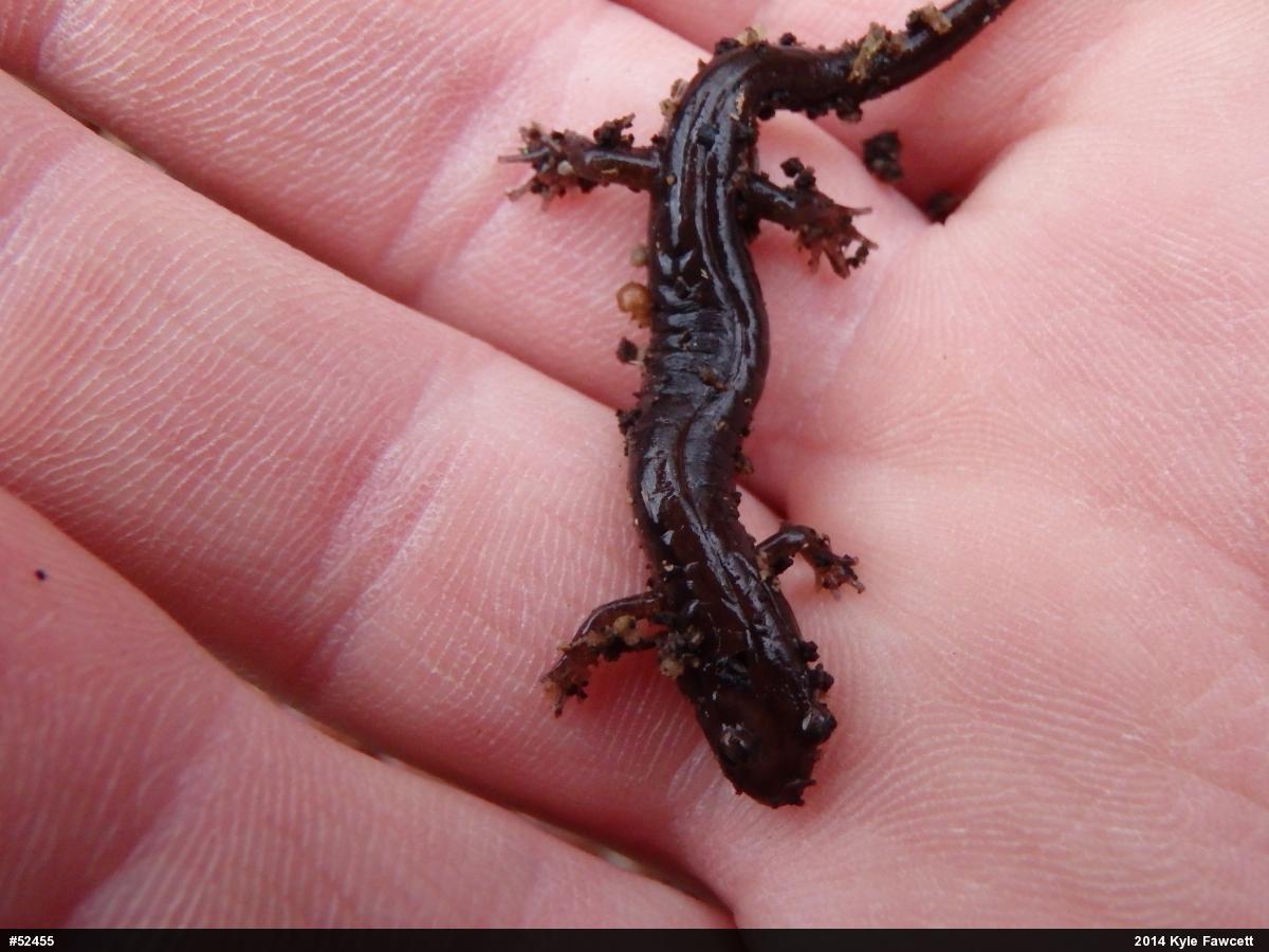 Allegheny Mountain Dusky Salamander