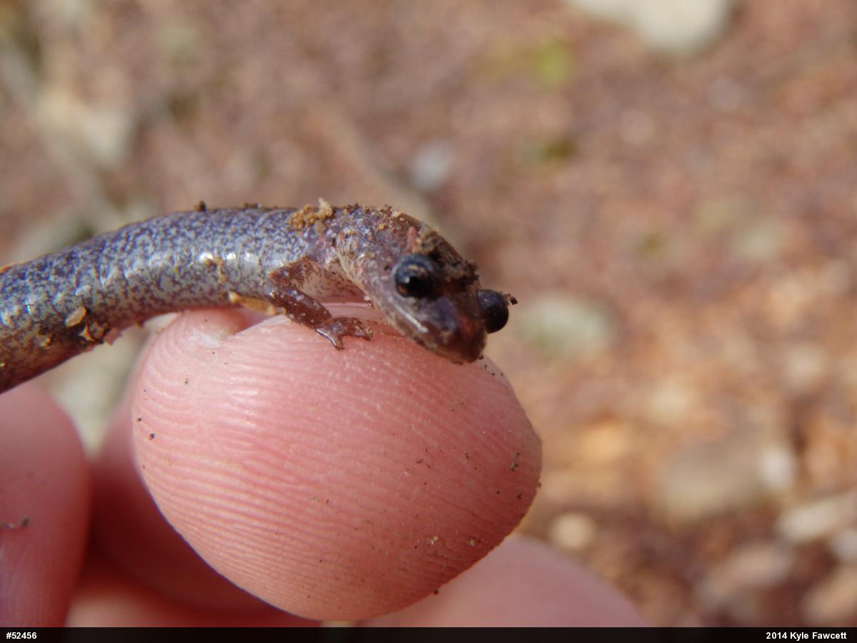 Eastern Red-backed  Salamander