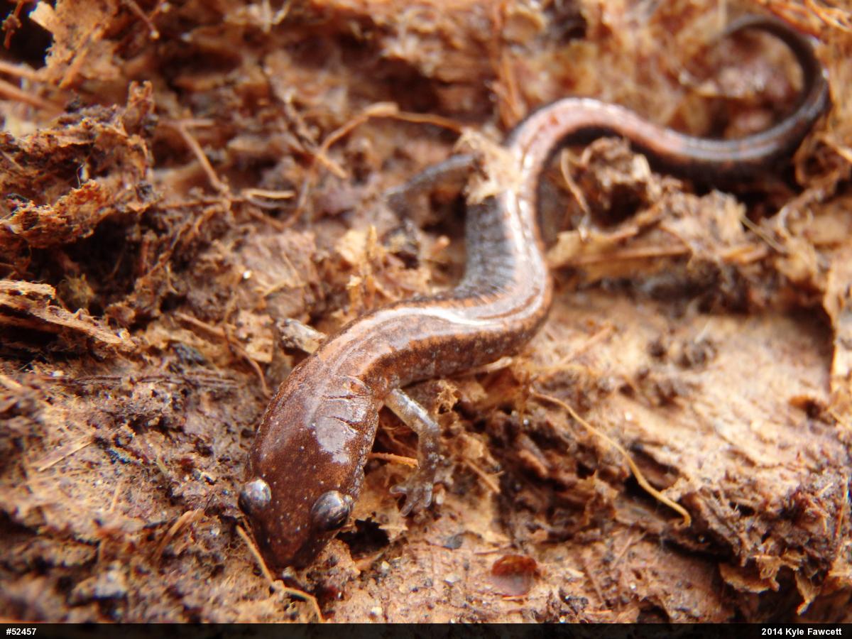 Eastern Red-backed  Salamander