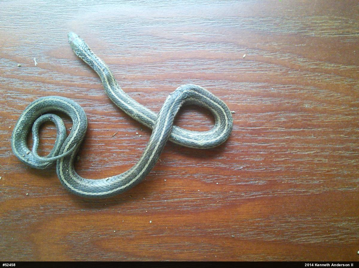 Shorthead Gartersnake